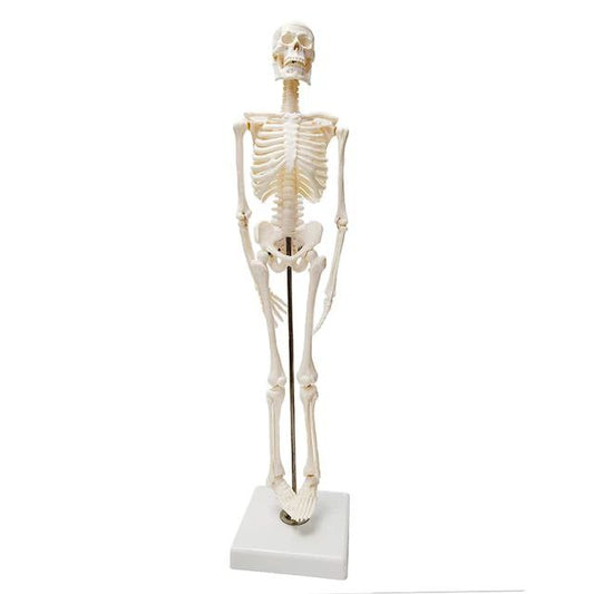 Full Skeleton Model