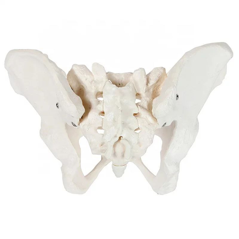 Pelvis Anatomy Model