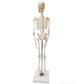 Full Skeleton Model