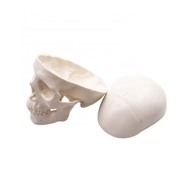 Skull Anatomy Model