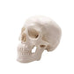 Skull Anatomy Model