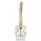 Spine Anatomy Model