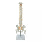 Spine Anatomy Model