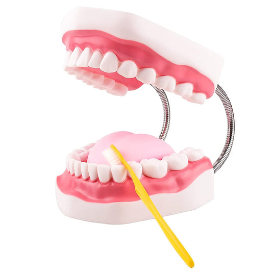 Dental Model Large