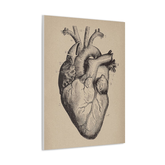 Heart Anatomy Canvas