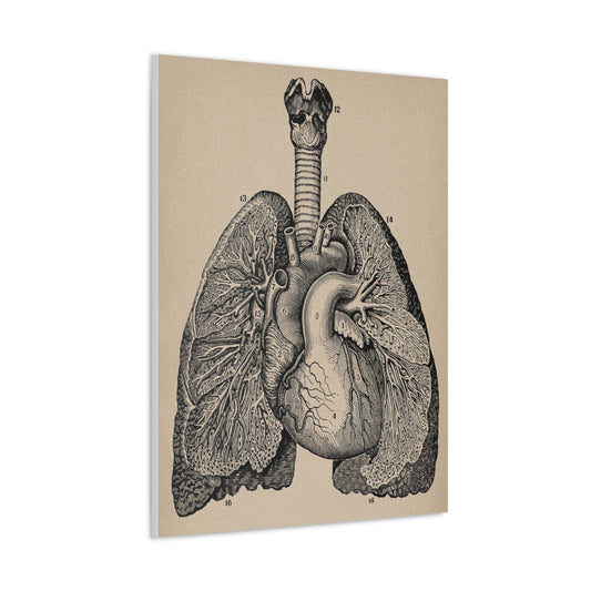Lung Anatomy Canvas