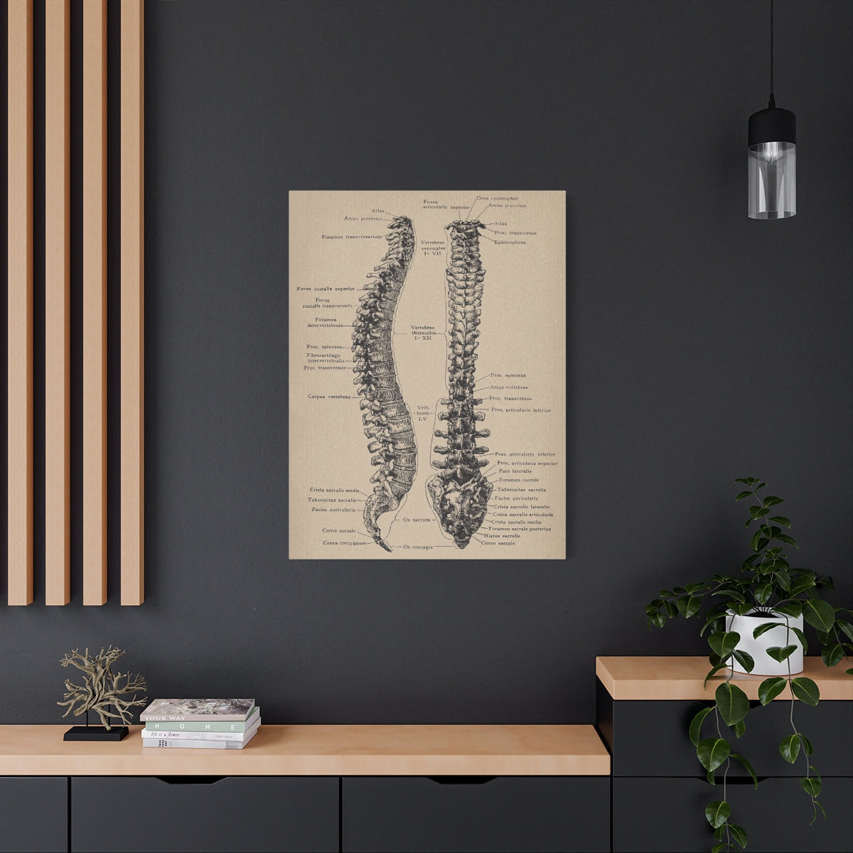 Vertebral Column Anatomy Canvas