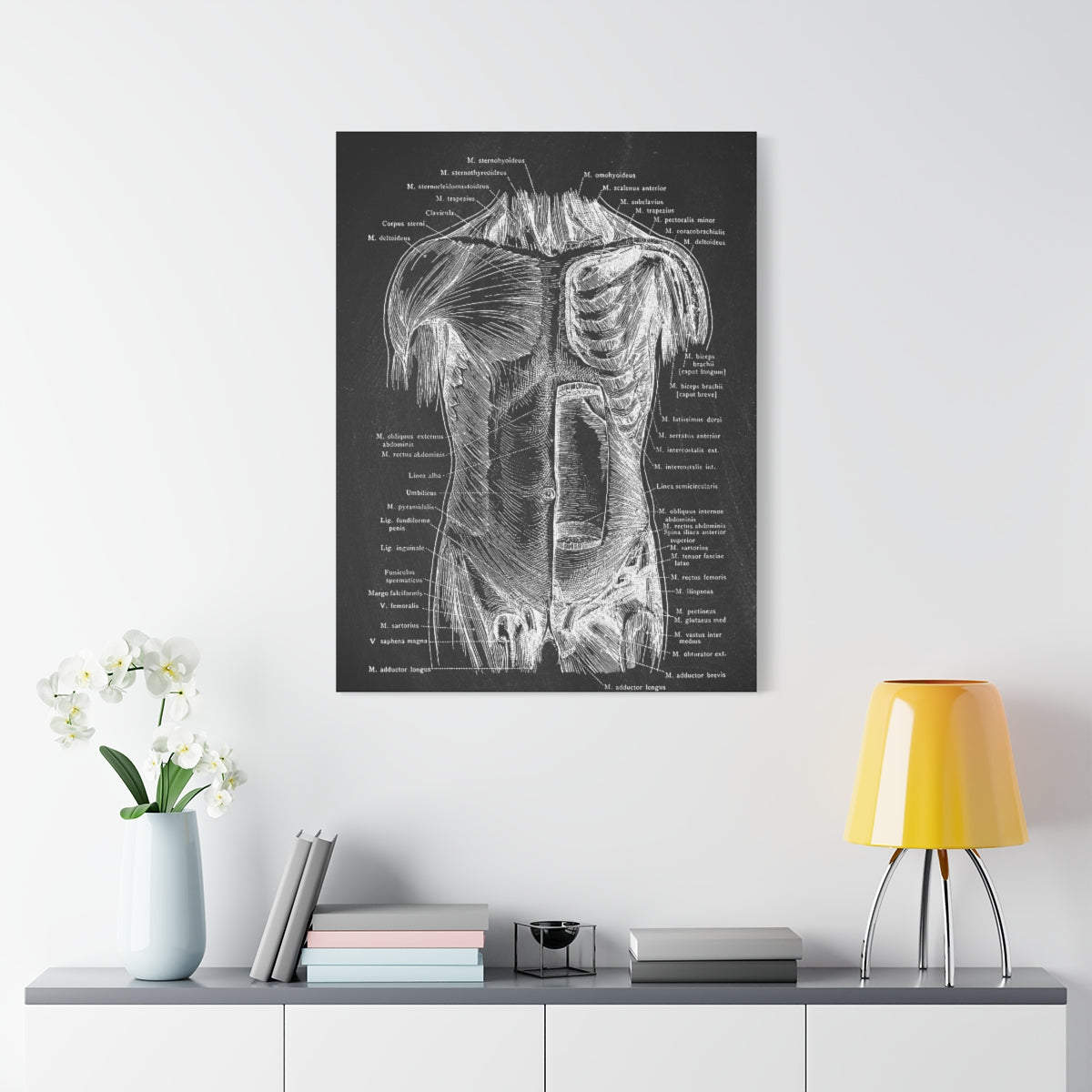 Abdominal Wall Black Anatomy Canvas