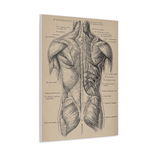 Back Muscles Anatomy Canvas