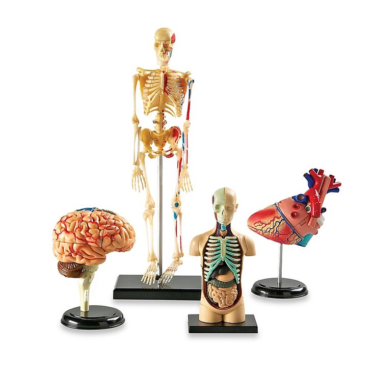 Anatomy Models