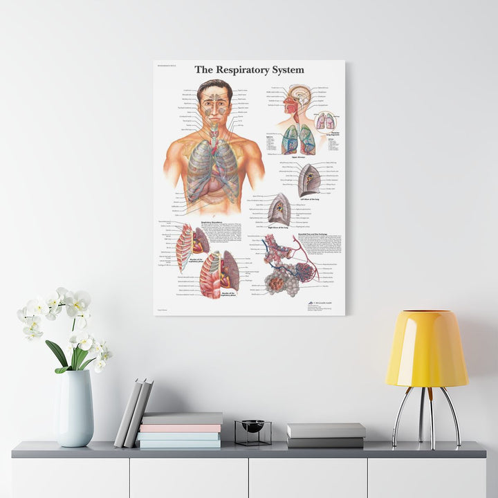 The Respiratory System Canva