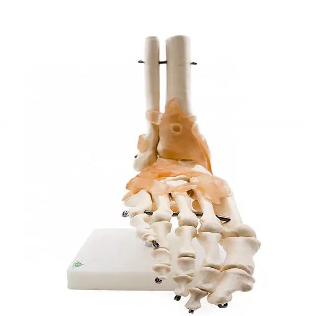 Ankle Anatomy Model