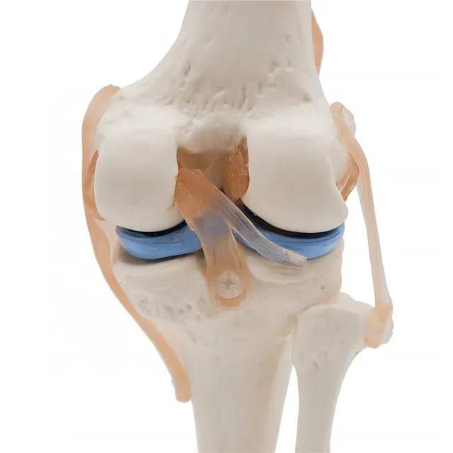 Knee Anatomy Model