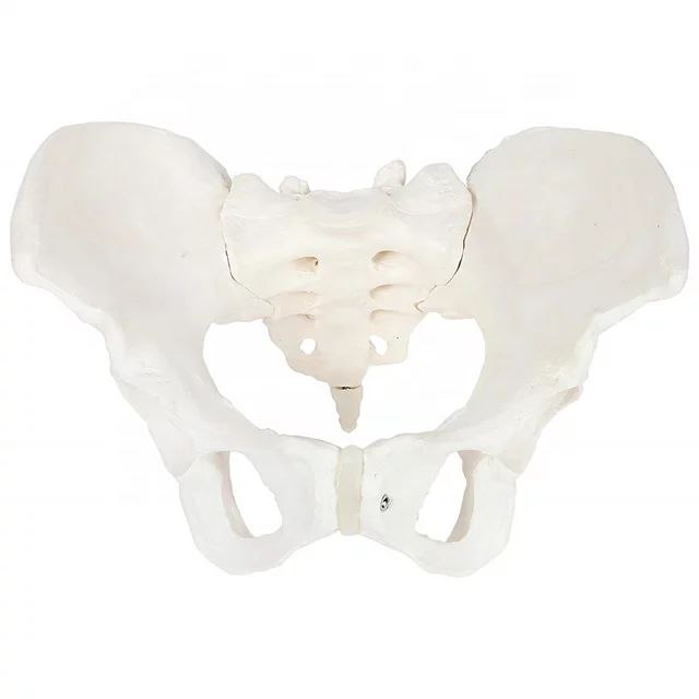 Pelvis Anatomy Model