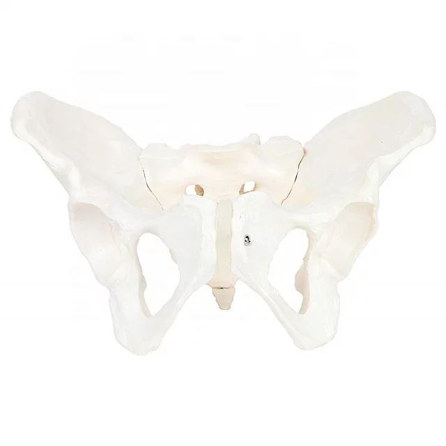 Pelvis Anatomy Model