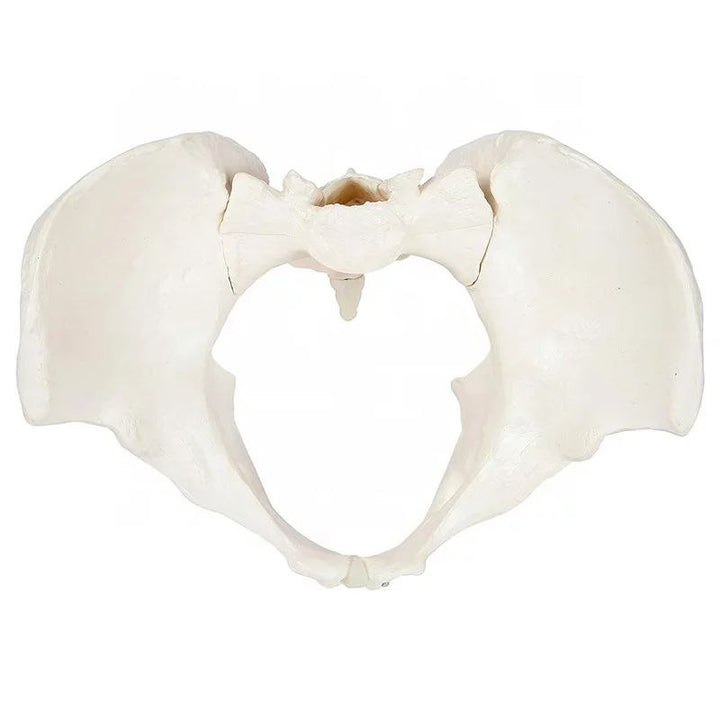 Pelvis Anatomy Model