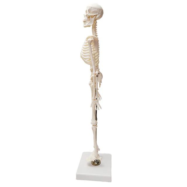 Full Skeleton Model