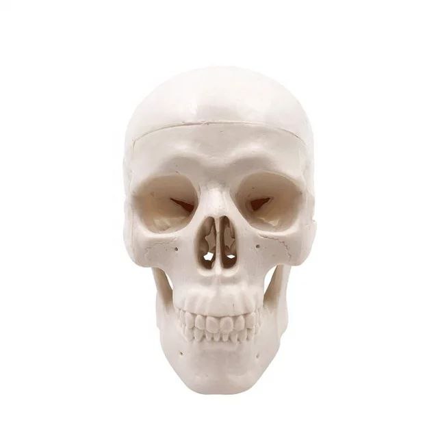 Skull Anatomy Model