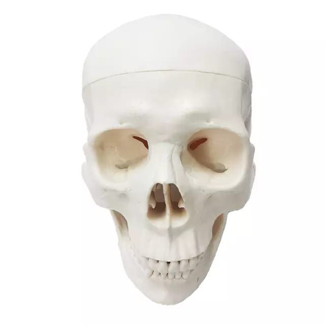 Skull Anatomy Model