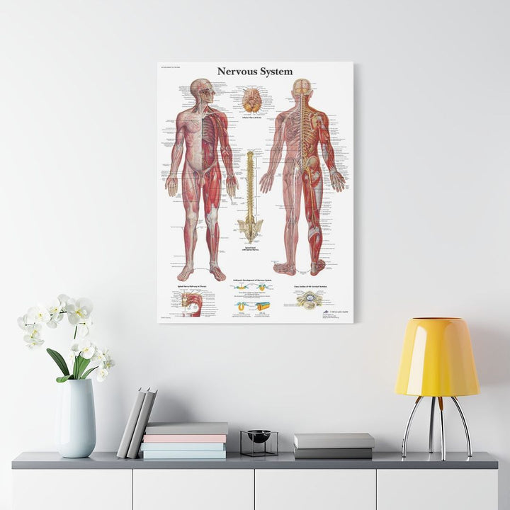 Nervous System Anatomy Canva