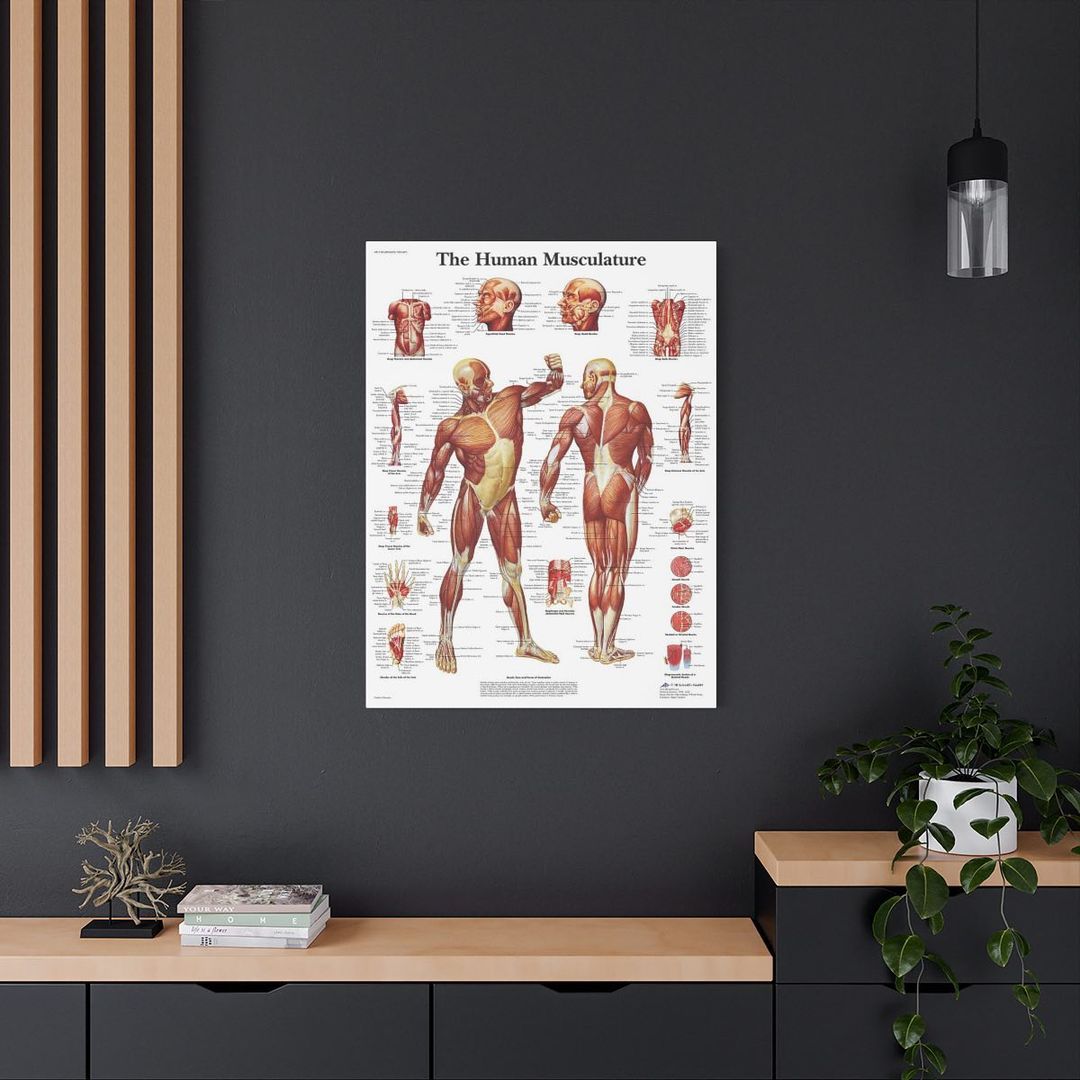 The Human Musculature Anatomy Canva