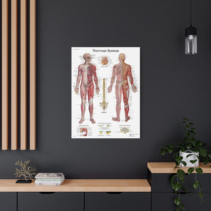 Nervous System Anatomy Canva