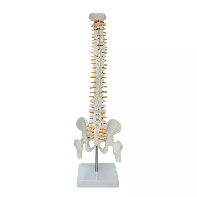 Spine Anatomy Model