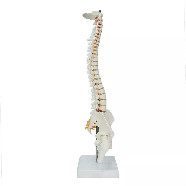 Spine Anatomy Model