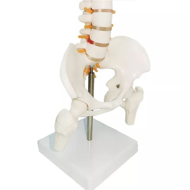 Spine Anatomy Model