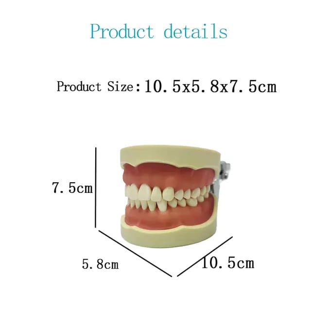 Dentoform Model