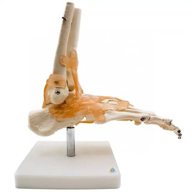 Ankle Anatomy Model - drtobe