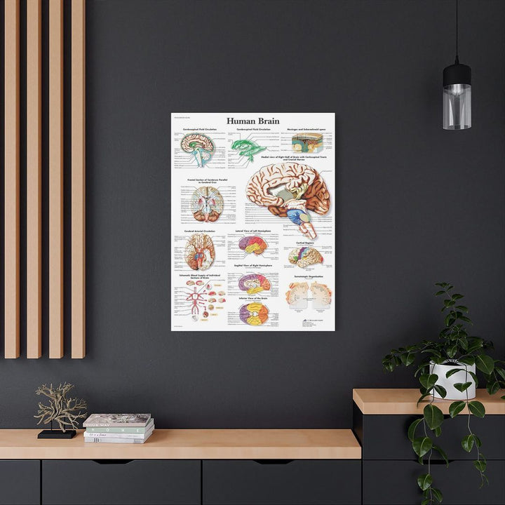 Brain Anatomy Canva - drtobe