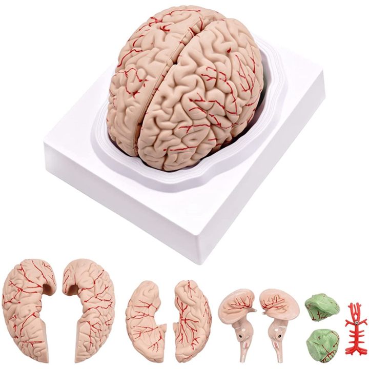 Brain Anatomy Model - drtobe