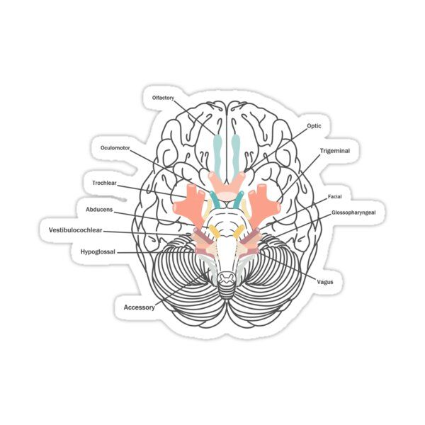 Brain Anatomy Sticker - drtobe