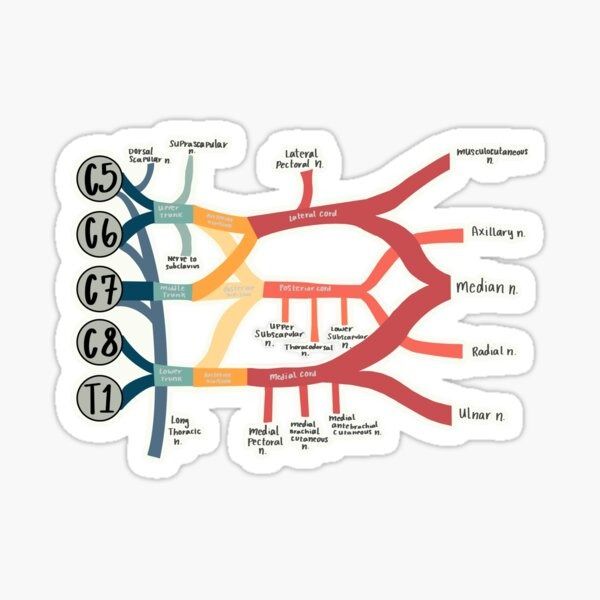 Cervical Plexus Sticker - drtobe