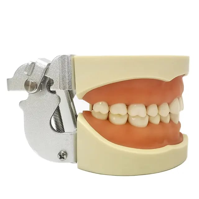 Dentoform Model - drtobe