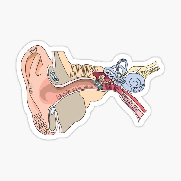 Ear Anatomy sticker - drtobe