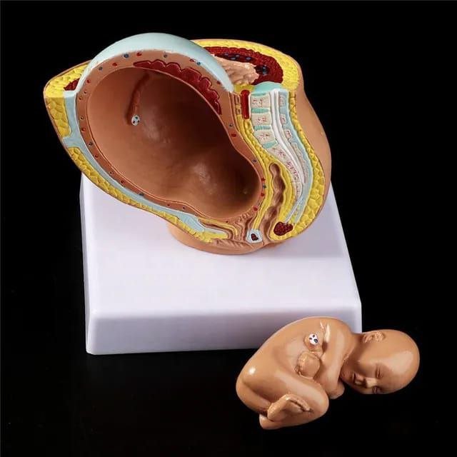 Embryo Anatomy Model - drtobe
