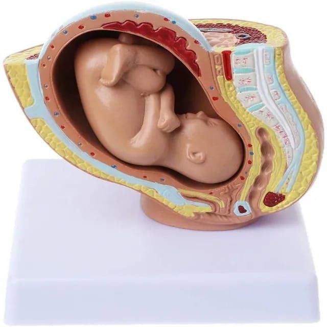 Embryo Anatomy Model - drtobe