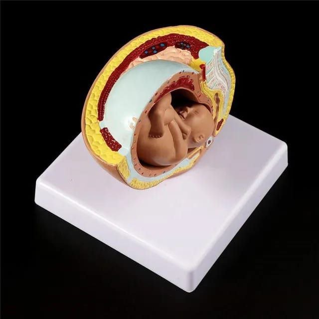 Embryo Anatomy Model - drtobe