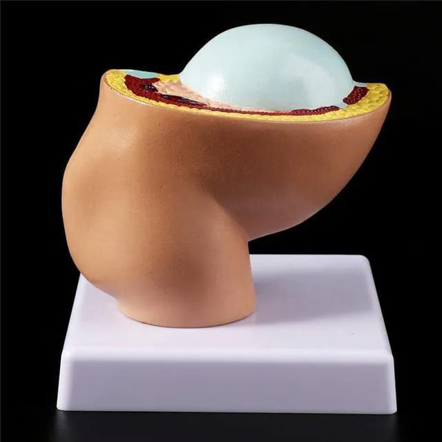 Embryo Anatomy Model