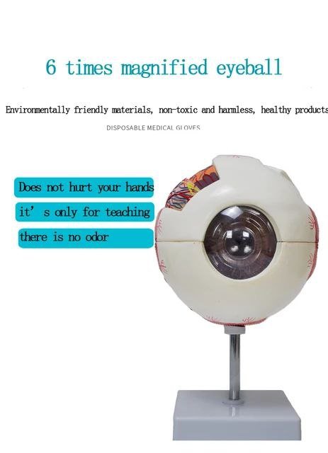 Eye Anatomy Model - drtobe