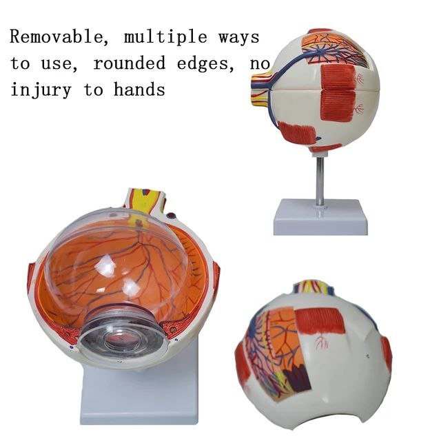 Eye Anatomy Model - drtobe