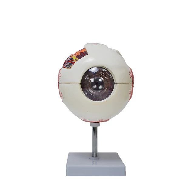 Eye Anatomy Model - drtobe