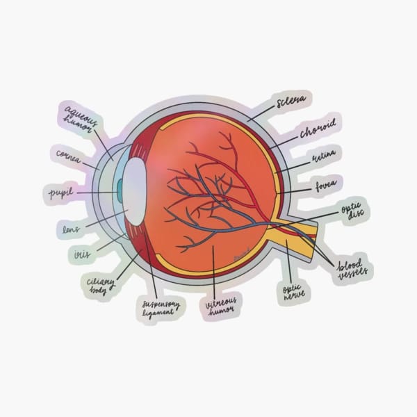 Eye Anatomy Sticker - drtobe
