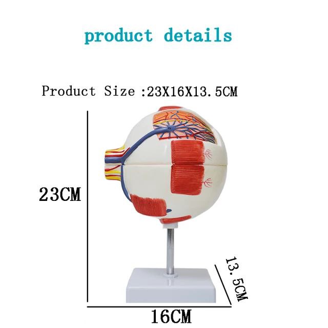 Eye Anatomy Model