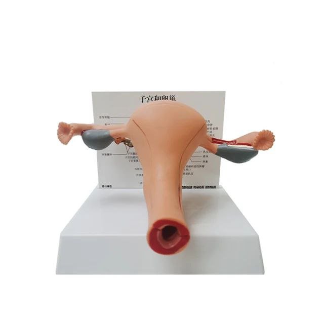 Female Reproductive System Anatomy Model - drtobe