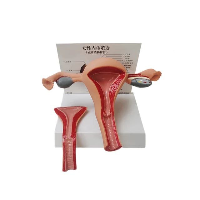 Female Reproductive System Anatomy Model - drtobe