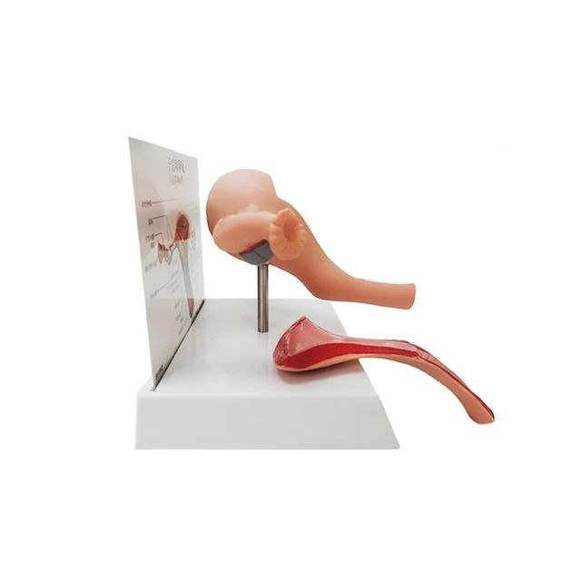 Female Reproductive System Anatomy Model - drtobe