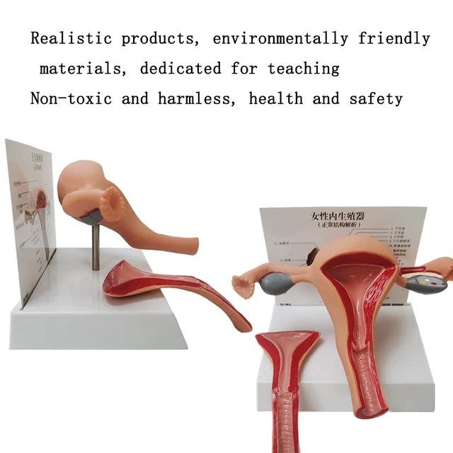 Female Reproductive System Anatomy Model - drtobe